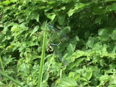 Am Niederrhein : Libellen, zur Paarung wird ein "Parrungsrad" gebildet